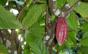 L'ingrédient puissant du cacao : la théobromine
