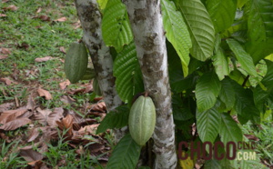La culture du cacao à Madagascar.