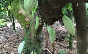 La plantation cacao : Conception