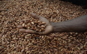 La provenance des fèves de cacao du Togo en Afrique
