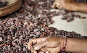 L'enseignement de l'industrie Unhas collabore avec une société de production de cacao Japonaise