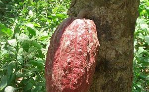 La Plantation cacao : Chuao