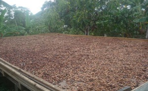 Cacao : Afrique versus Indonésie
