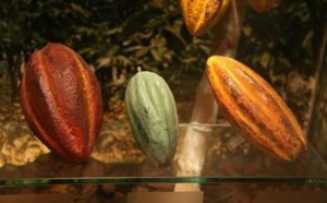 CIRAD 2015 : Formation sur l’analyse sensorielle des cacaos et des chocolats