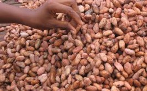 La biodiversité de 10 000 plantations de cacao du Ghana bientôt cartographiée.