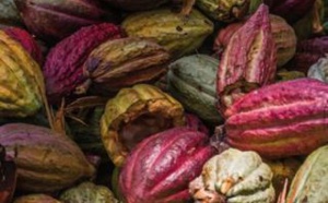Une stratégie globale de conservation et utilisation des ressources génétiques du cacao, par la Fondation pour une Economie Durable du Cacao