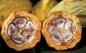 La COPAL, l’Alliance des Pays producteurs de Cacao