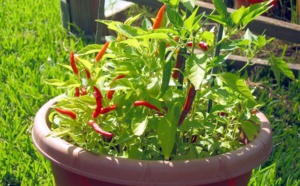 Theo Chocolates ou le chocolat équitable