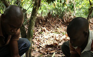  La Fondation Cocoa Horizons par Barry Callebaut…