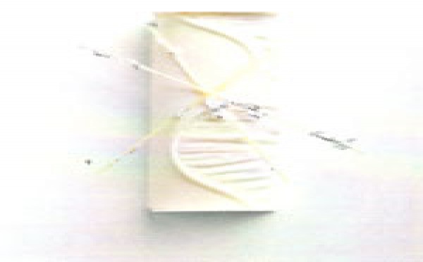 La Bûche de Noël 'Brilliant'