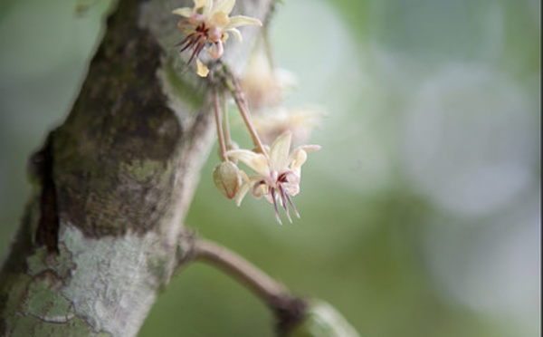 Joyce Iponja redonne le pouvoir aux cultivateurs de cacao en Tanzanie