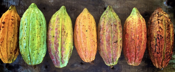 Redonner vie au cacao colombien avec Uncommon Cacao