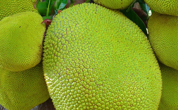 Un remplaçant pour le cacao ?