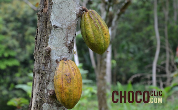 Les cacaoyers cultivés