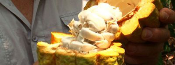 L’influence du climat sur le goût du chocolat