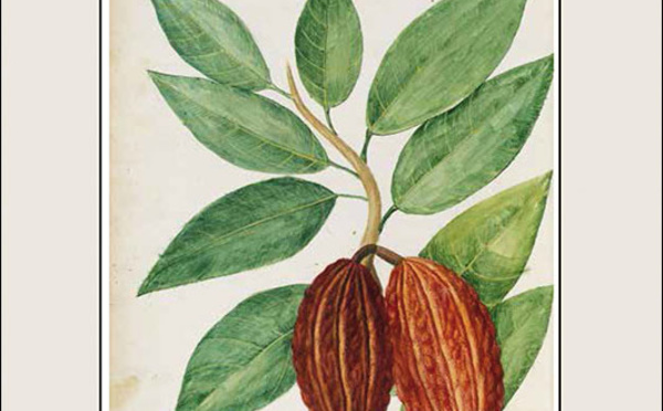 Découvrez « Cacao », le livre exceptionnel de Michèle Kahn