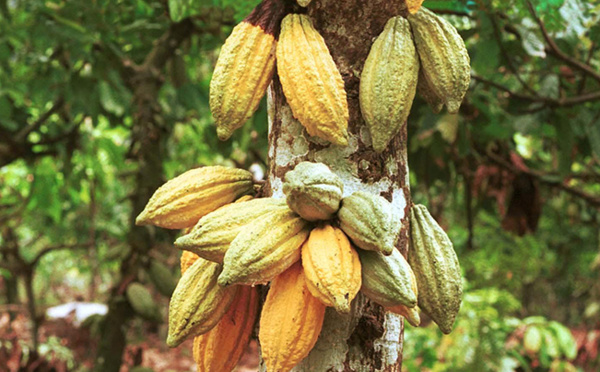 Divine Chocolate, un fournisseur de chocolat Fairtrade.