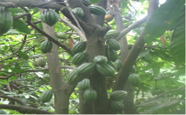 Les joyaux péruviens du cacao