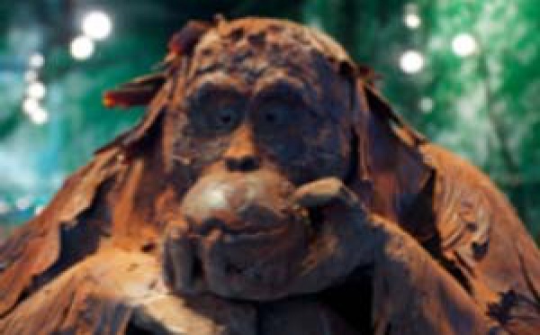 Le rideau s’est levé sur les vitrines d’été de Patrick Roger