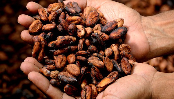 Le cacao et le coronavirus : peut-il renforcer le système immunitaire?