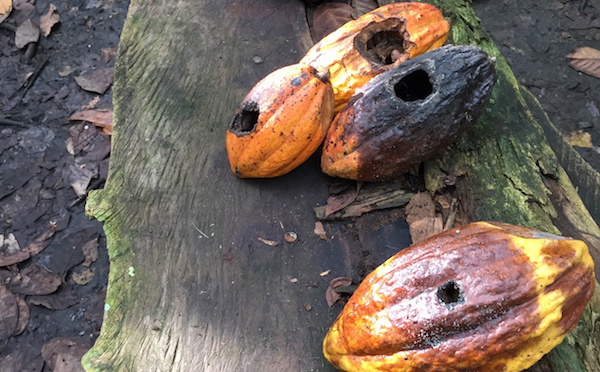 Les scientifiques ont identifier les gènes de résistance aux maladies dans les cacaoyers