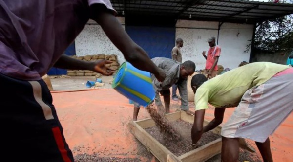 Le gouvernement ivoirien décide de soutenir leur producteur de cacao