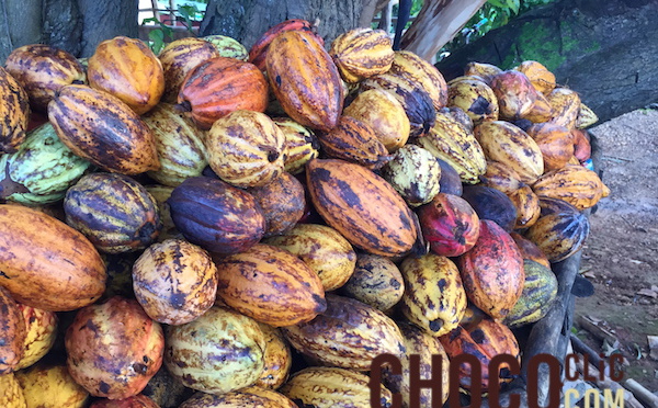 Le Cacao Forastero (Cacaoyer)