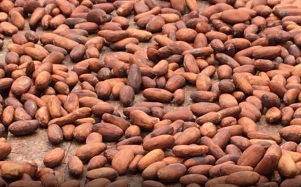 Le Ghana et la Côte d’Ivoire, une collaboration plus étroite pour protéger leur industrie du cacao