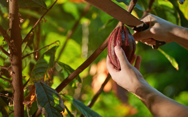 Le changement climatique affecte la production de cacao et chocolat
