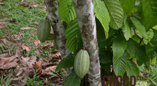 La culture du cacao à Madagascar.