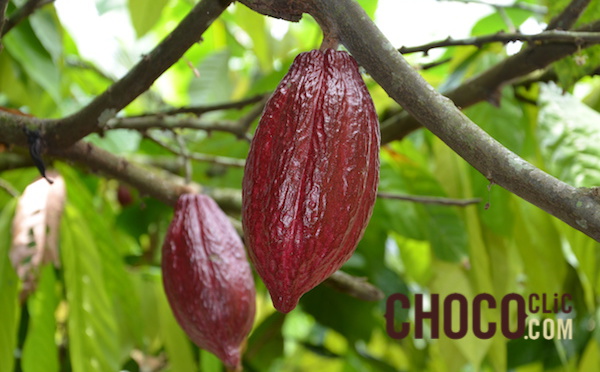 La plantation cacao : Maralumi
