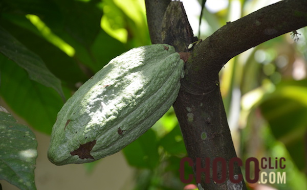 La plantation cacao : Vila Gracinda