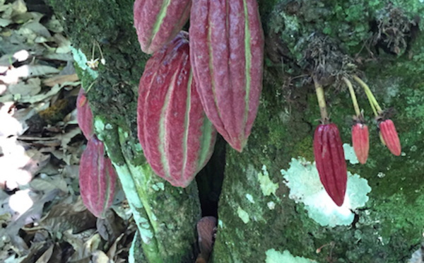 La plantation cacao : Los Anconès