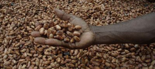 La provenance des fèves de cacao du Togo en Afrique