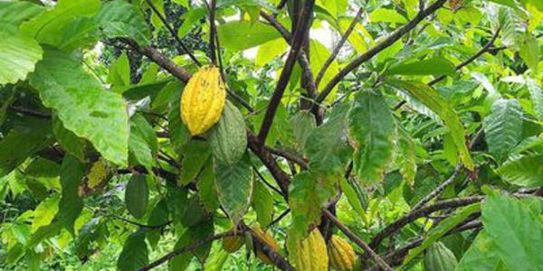 Le Cacao Guiana (Cacaoyer)