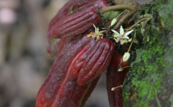 La provenance des fèves de cacao du Pérou