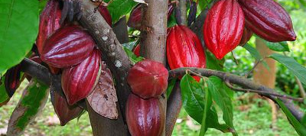 La provenance des fèves de cacao de Trinidad