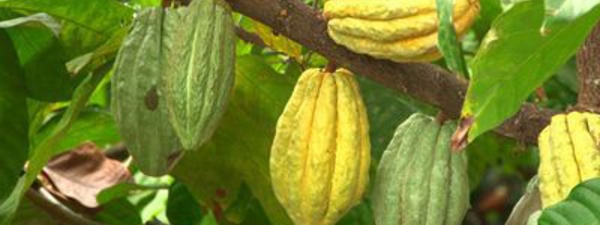 Les liens de Christophe Colomb avec le cacao
