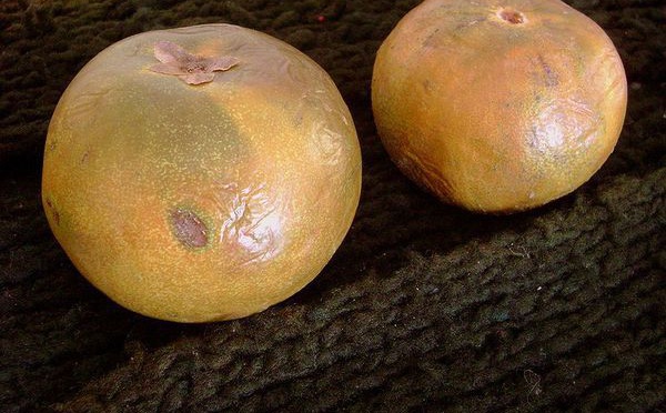 Doisy &amp; Dam, la petite marque qui monte