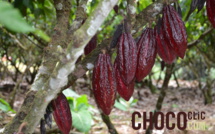 Cadbury s’engage pour le futur du cacao
