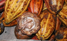Le statut des producteurs de cacao en Côte d’Ivoire
