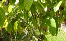 Cémoi transparence, une intervention cohérente dans la filière cacao