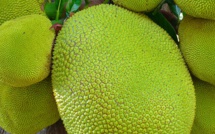 Un remplaçant pour le cacao ?