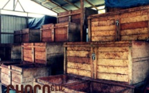 La fermentation des cabosses