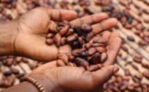 Le développement durable dans la culture du cacao, une solution ?