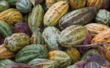 La Confédération des Chocolatiers Confiseurs de France célèbre les artisans chocolatiers…