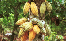 Divine Chocolate, un fournisseur de chocolat Fairtrade.