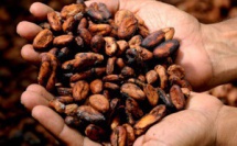 L’avenir de la fermentation du cacao