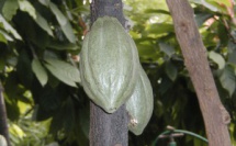 Le niveau de vie des producteurs de cacao