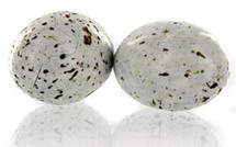 Les Oeufs de Mouette